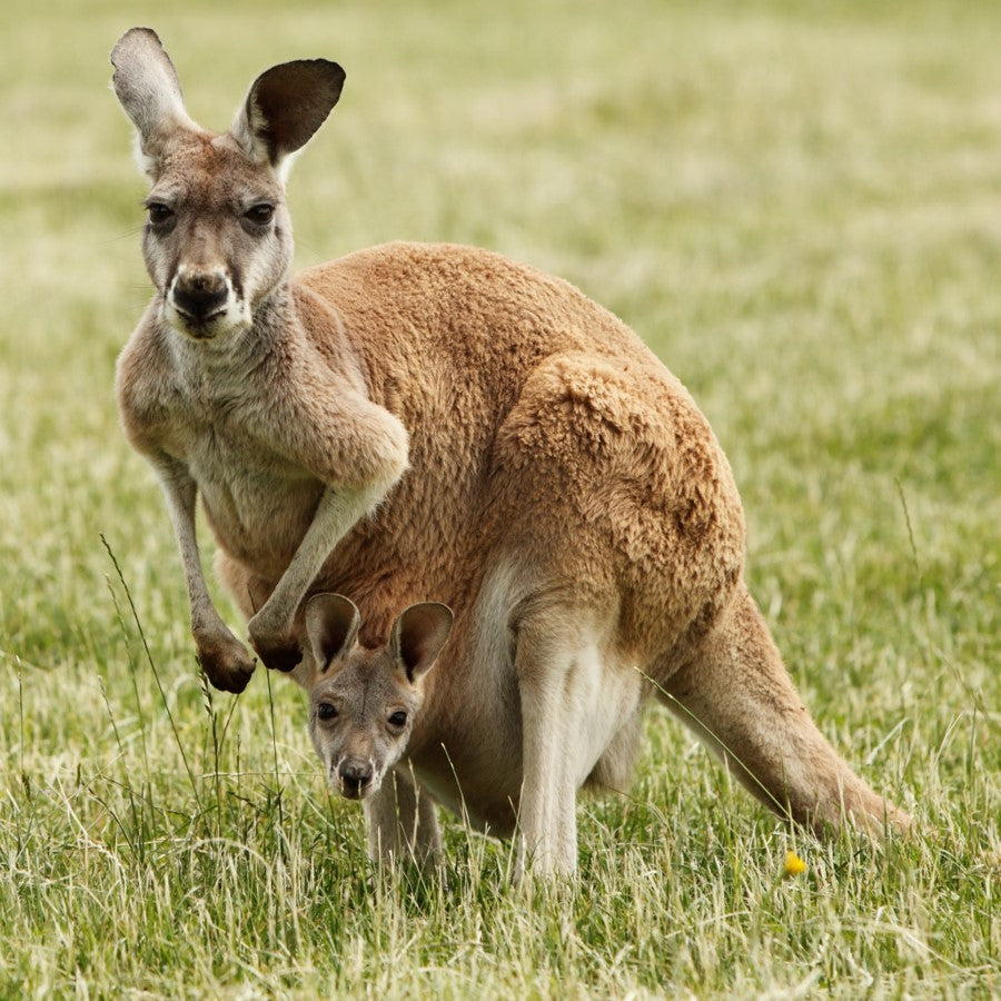 Red kangaroo - WWF-Canada