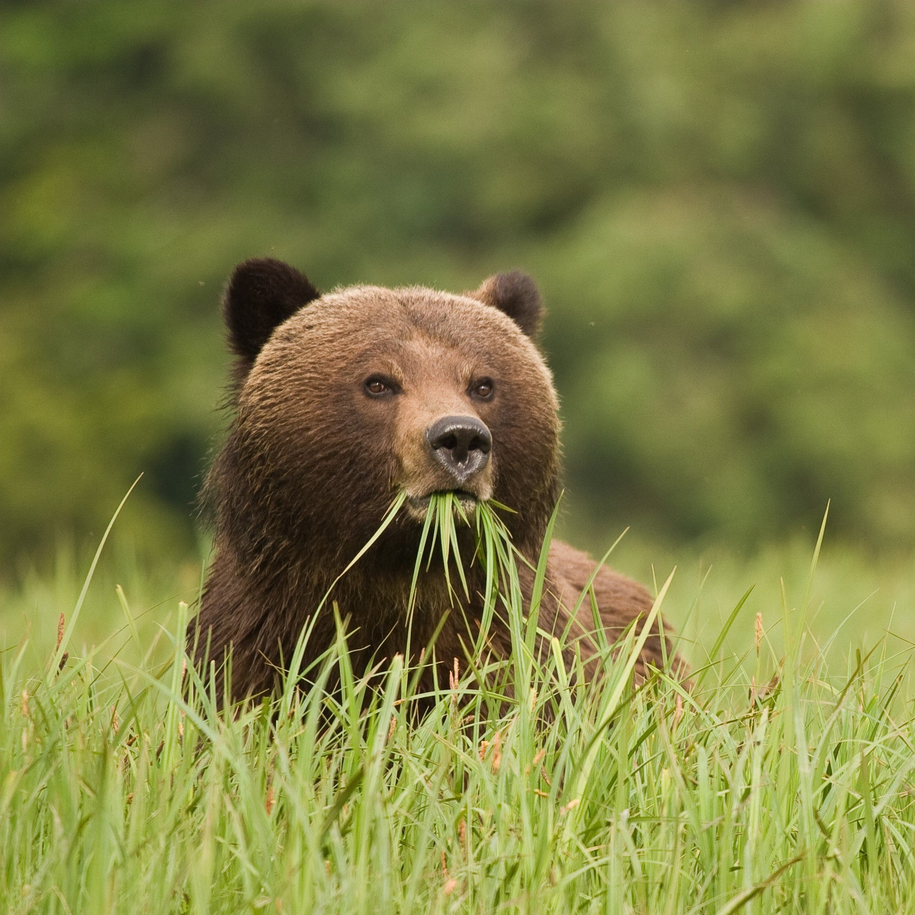 A grizzly bear eating grass 