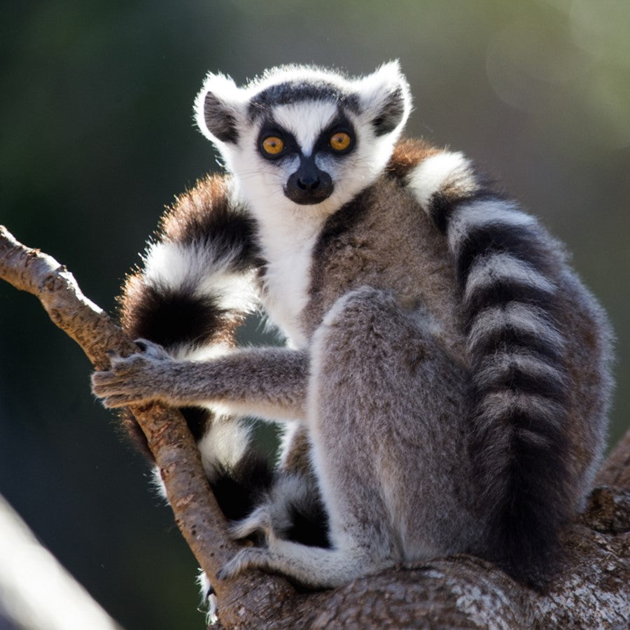 Ring-tailed lemur card - WWF-Canada