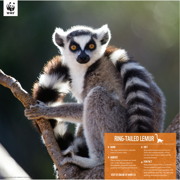 a picture of the ring-tailed lemur poster