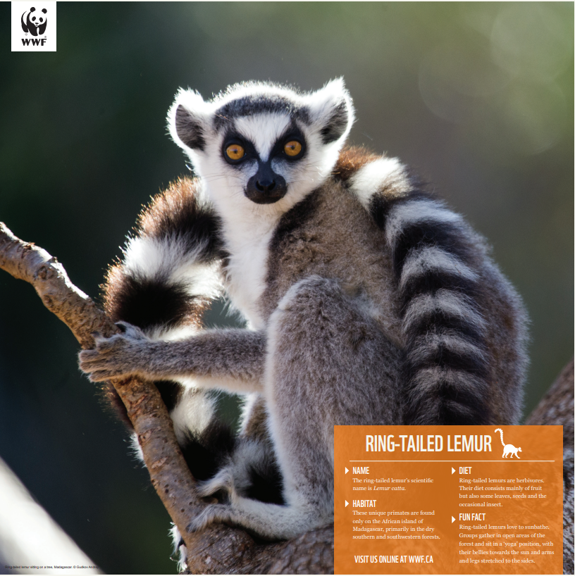 Ring-tailed lemur - WWF-Canada