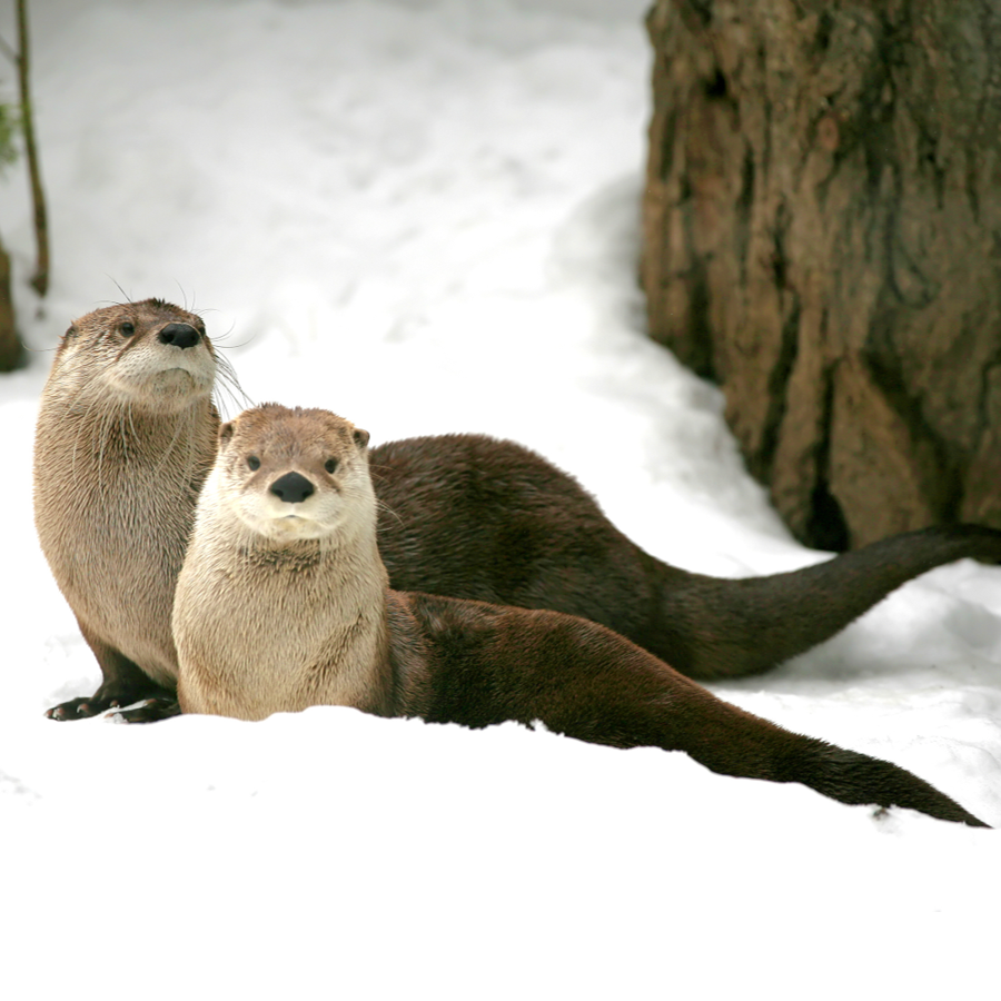 Two river otters