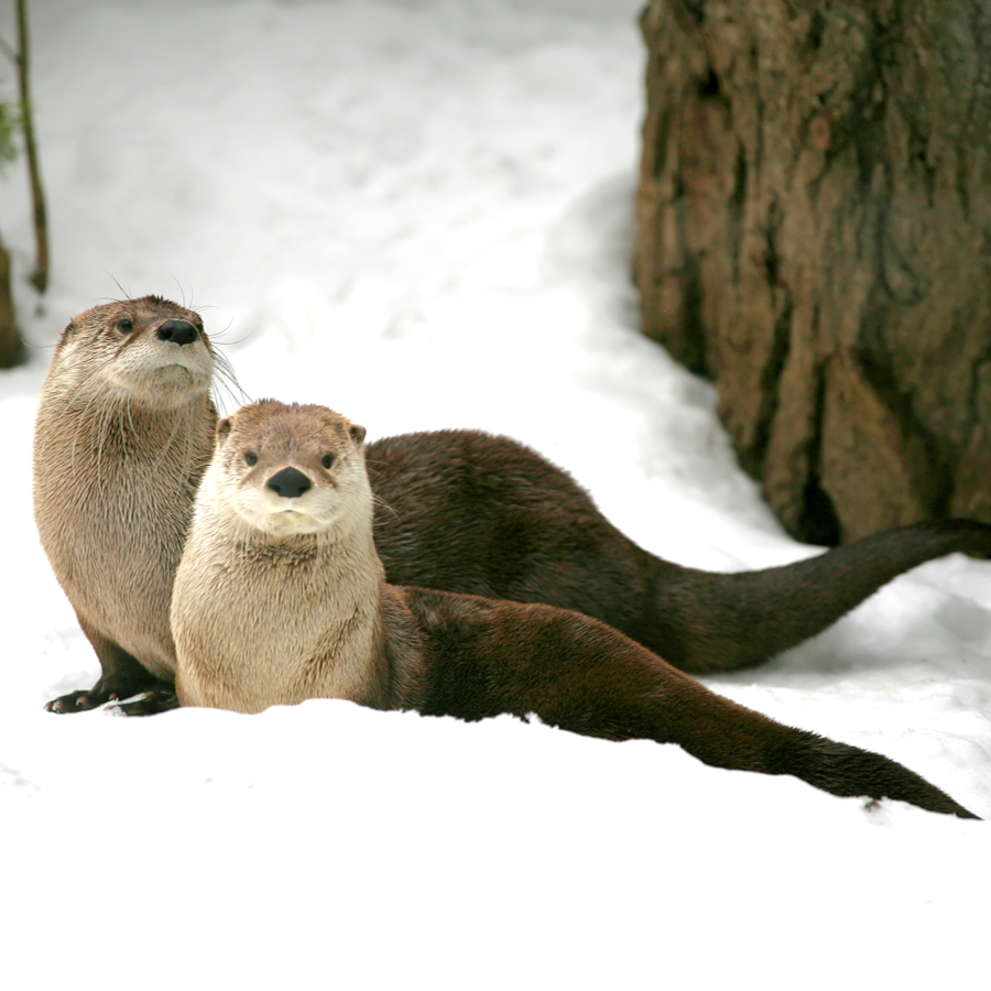 protégeons l’habitat de la loutre de rivière - WWF-Canada