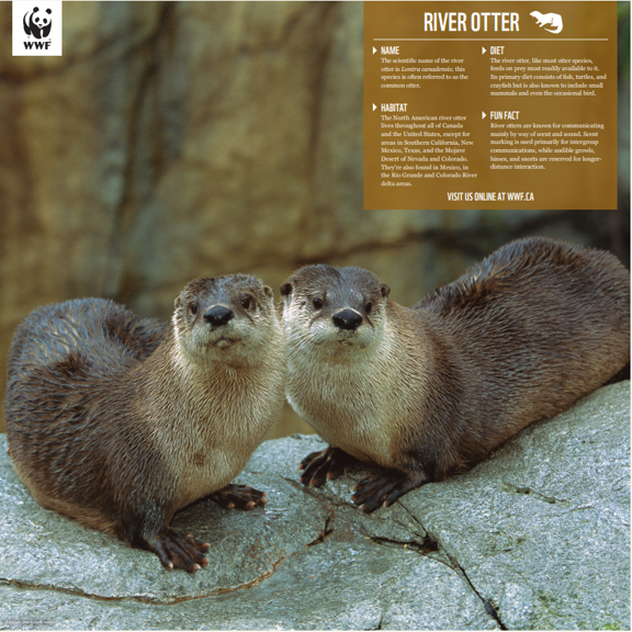 a picture of the river otter poster