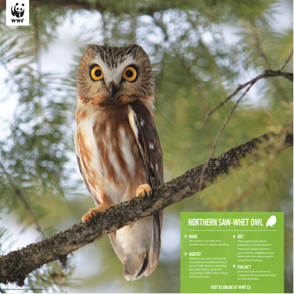 A picture of the saw-whet owl poster