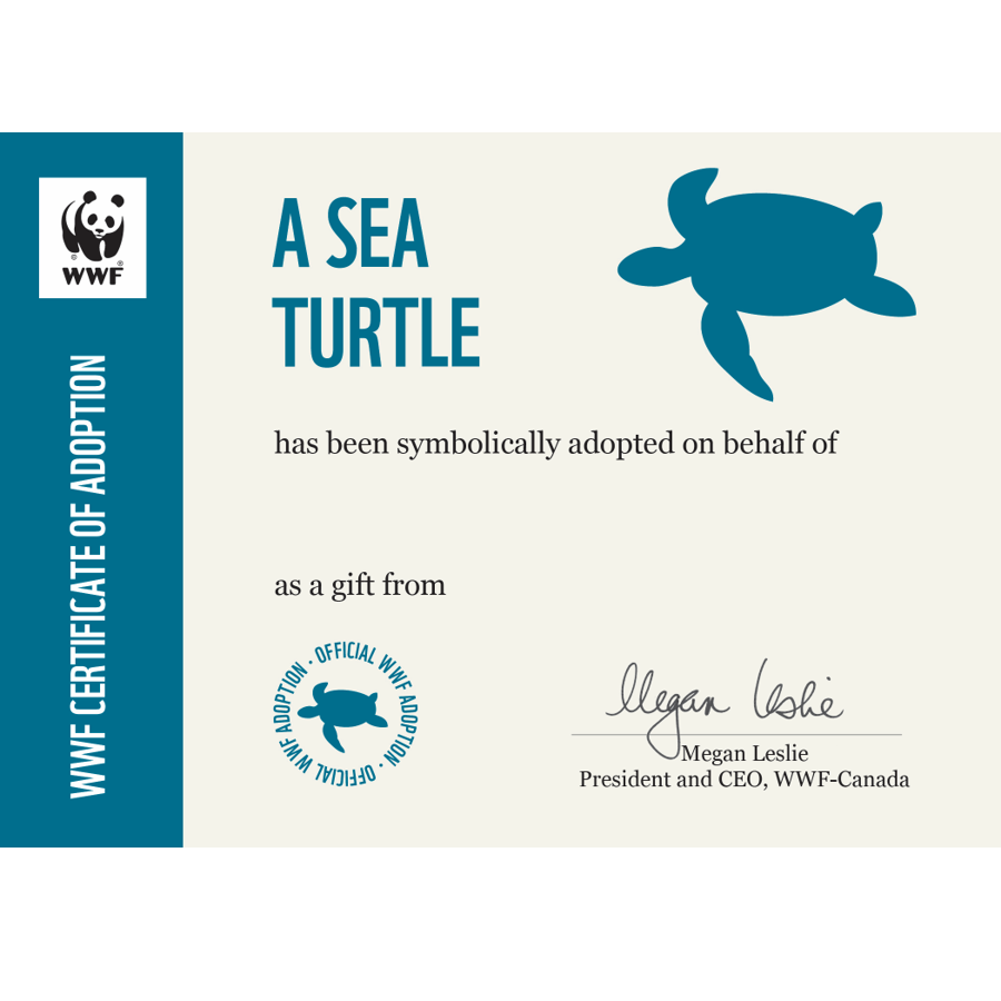 Sea turtle adoption certificate