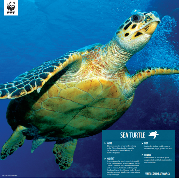 a picture of the sea turtle poster