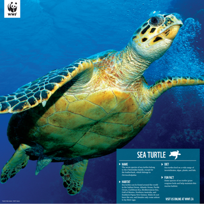 Adopt a Sea Turtle | Plush & Certificate Gift Kits