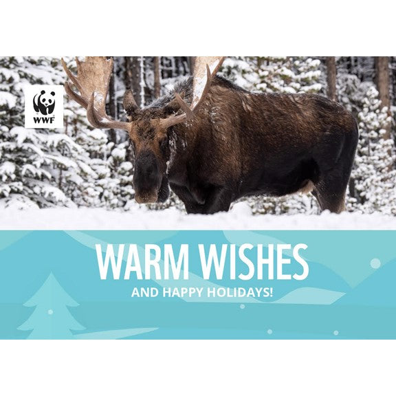 Wildlife holiday greeting cards