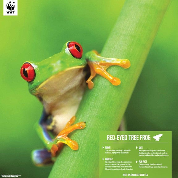 Red-eyed tree frog - WWF-Canada