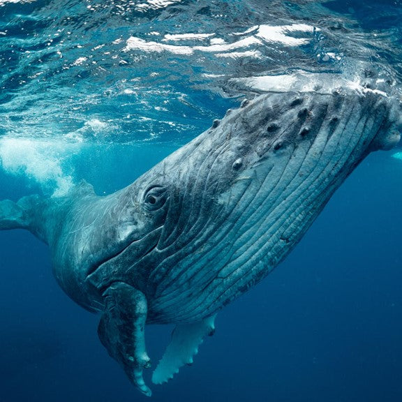 Carte baleine à bosse - WWF-Canada
