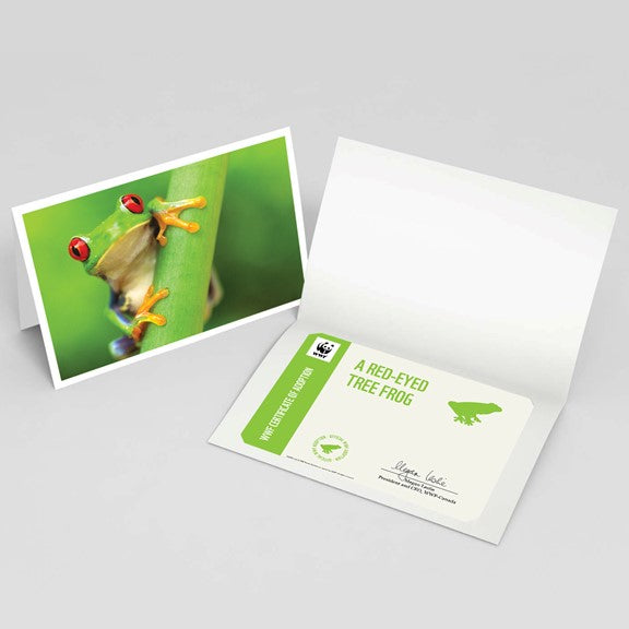 Red-eyed tree frog adoption card - WWF-Canada