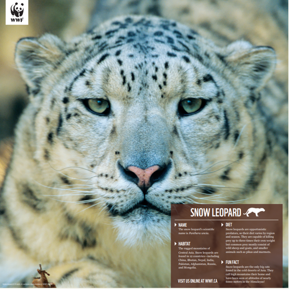a picture of the snow leopard poster