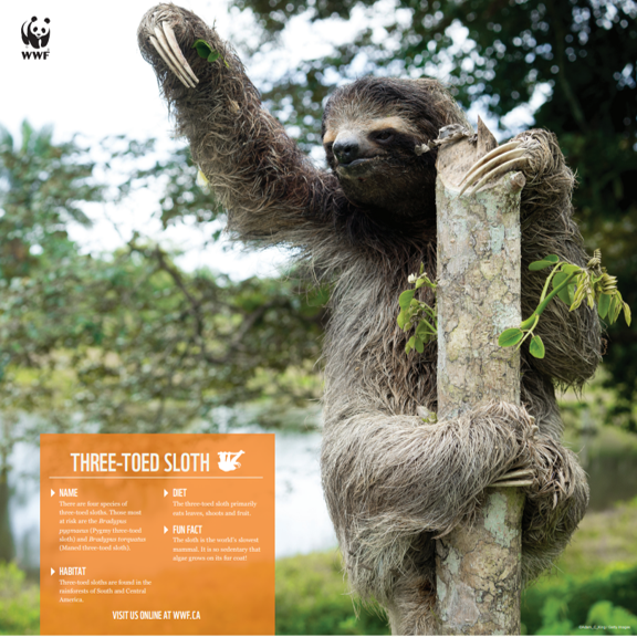 a picture of the three-toed sloth poster