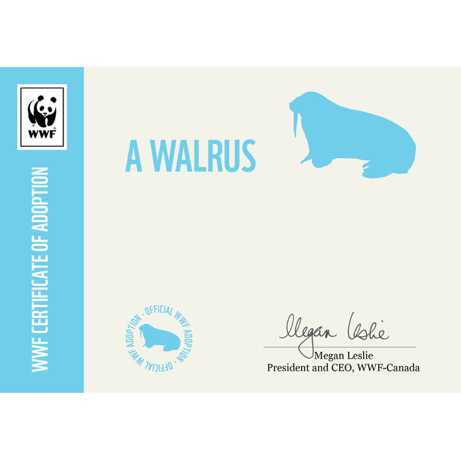 Walrus adoption certificate