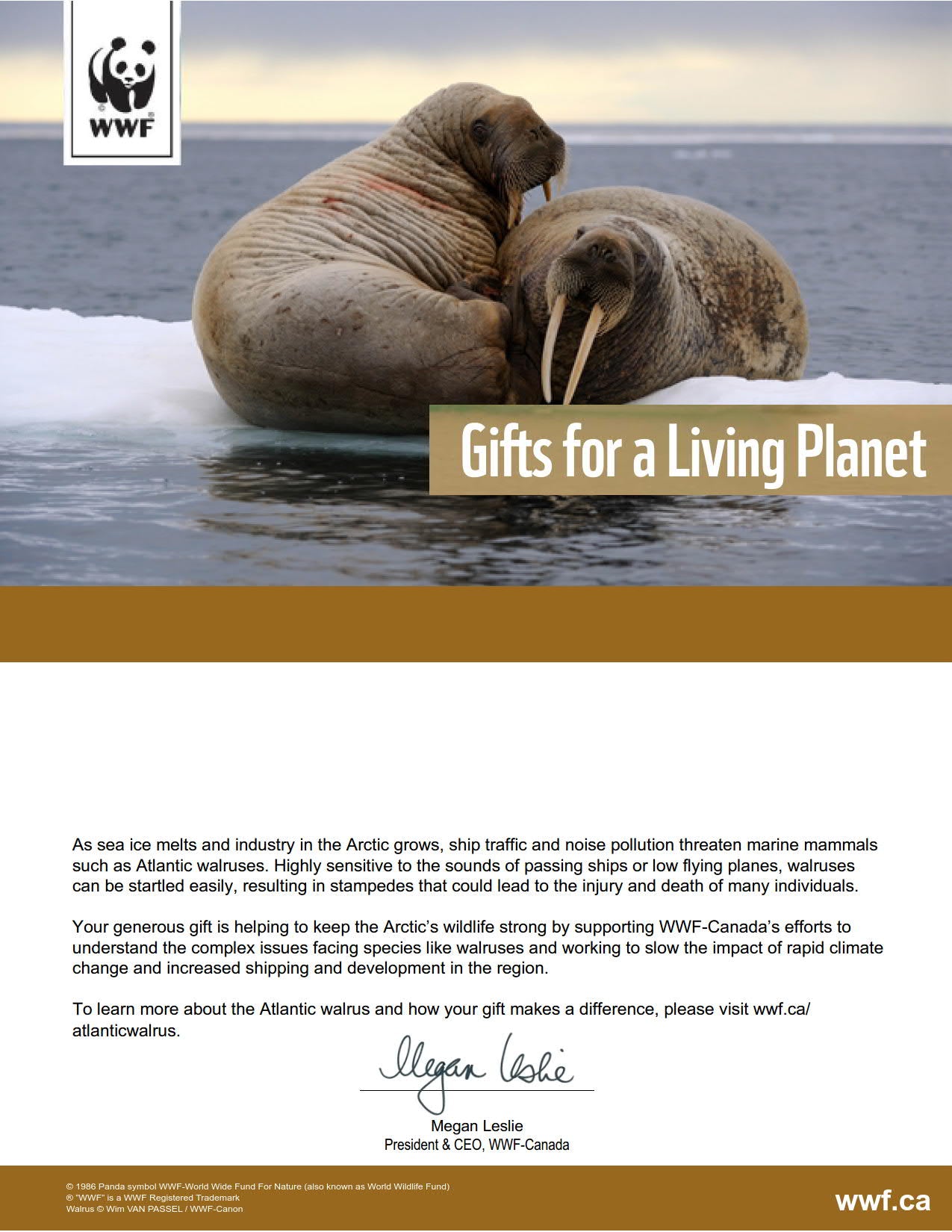 protect walruses in the Canadian Arctic - WWF-Canada