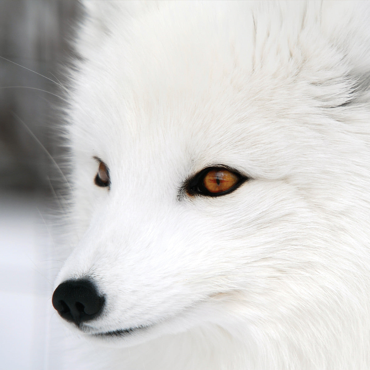 Arctic fox family - WWF-Canada