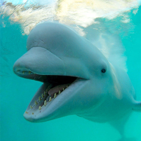 Beluga whale - WWF-Canada