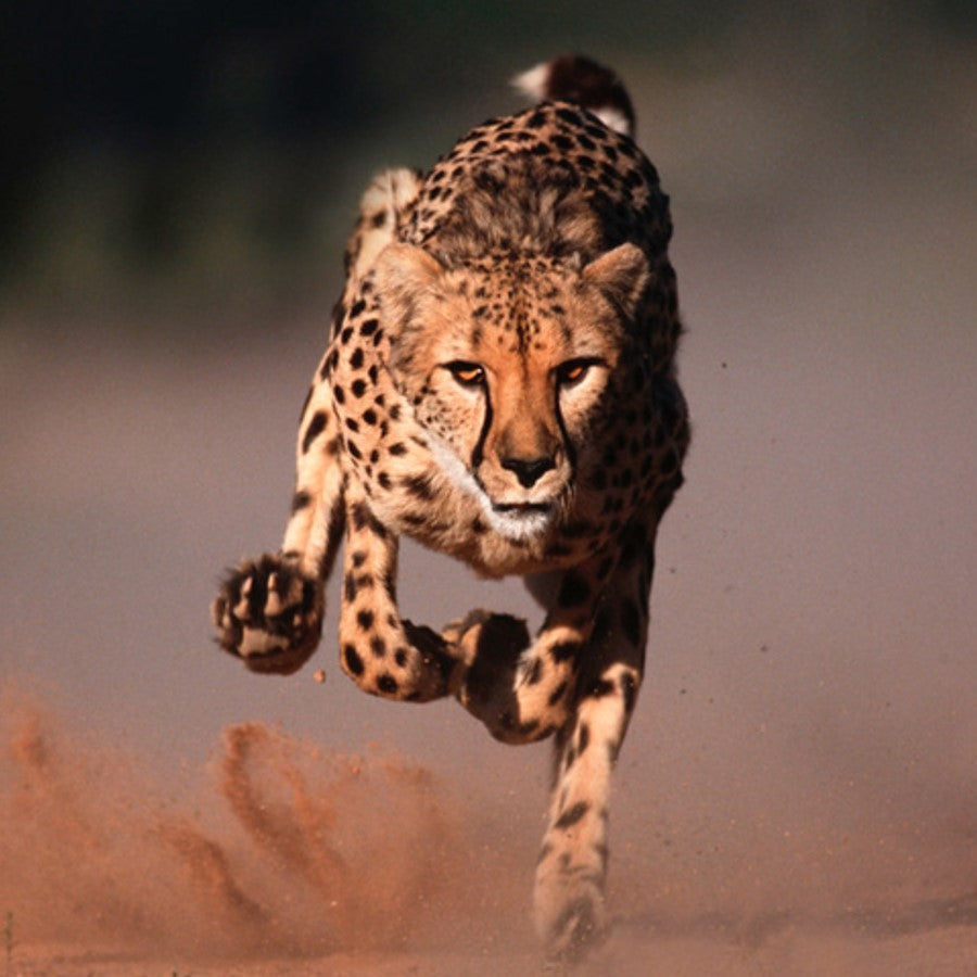 Cheetah - WWF-Canada