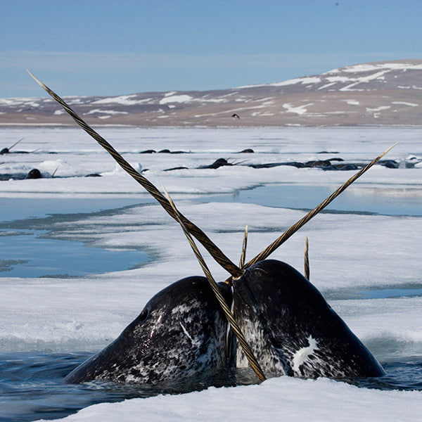 A narwhal