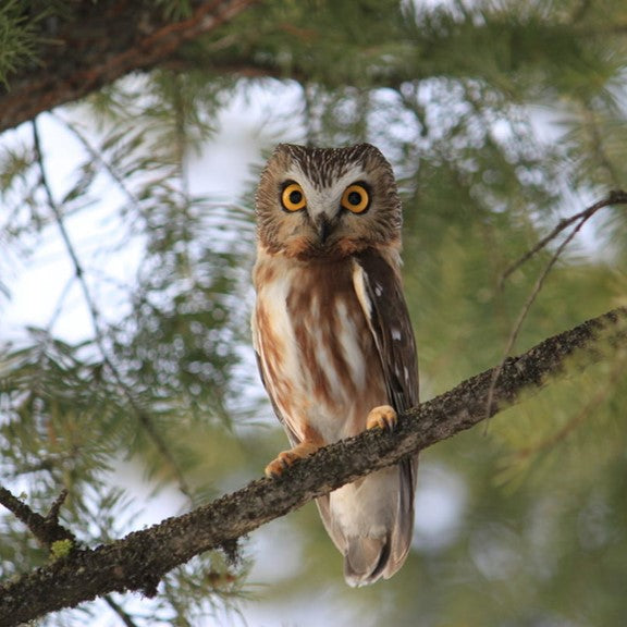Saw-whet owl - WWF-Canada