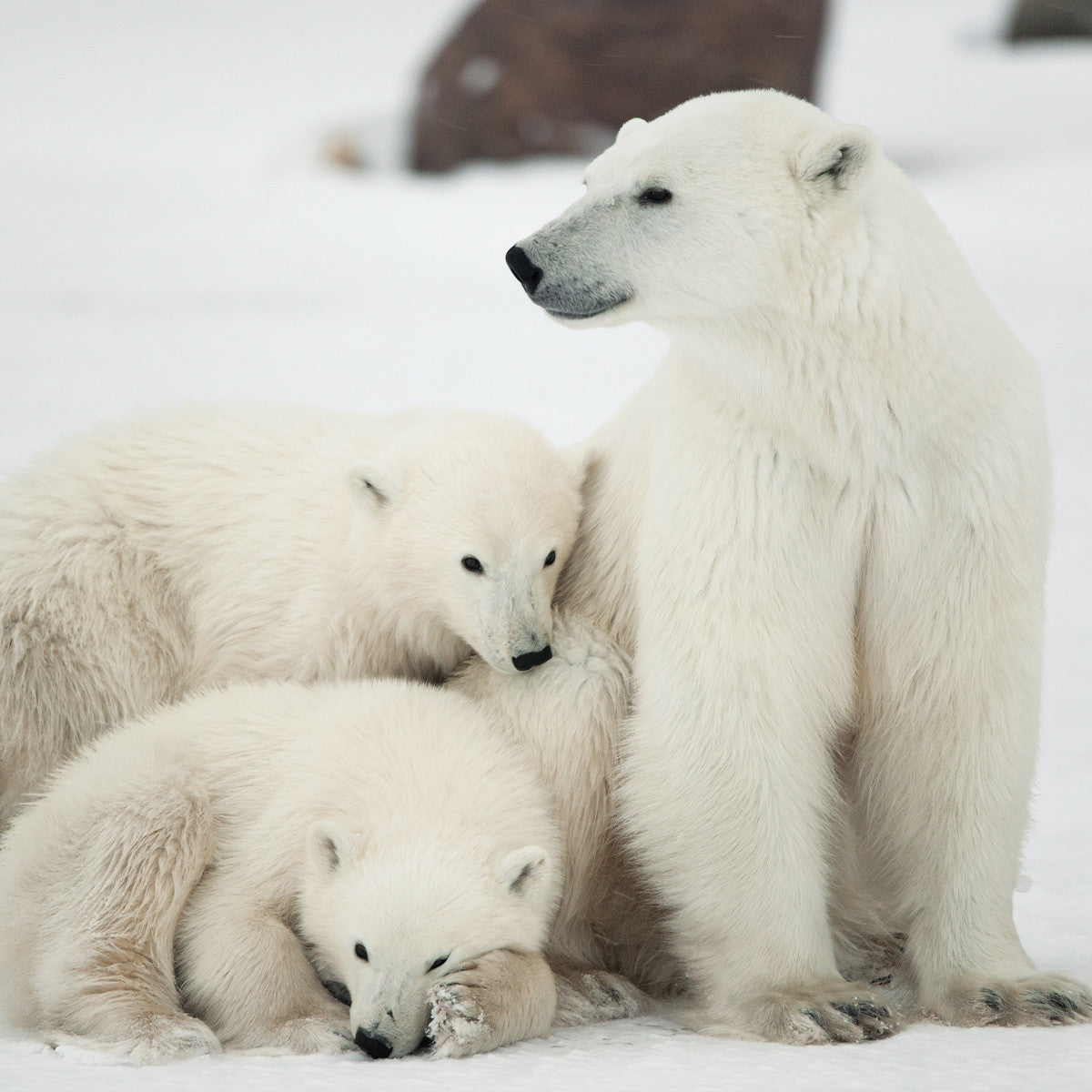 Polar bear family - WWF-Canada