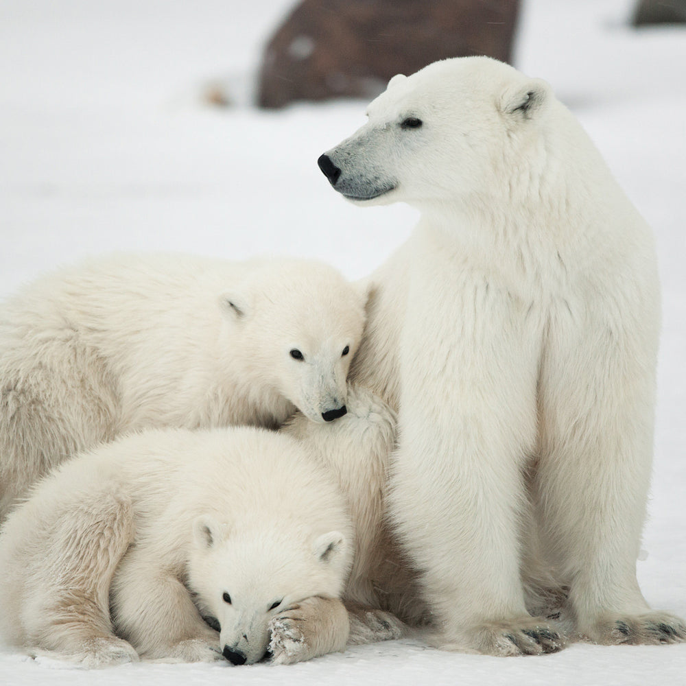 adopt-a-polar-bear-family-plush-certificate-gift-kits