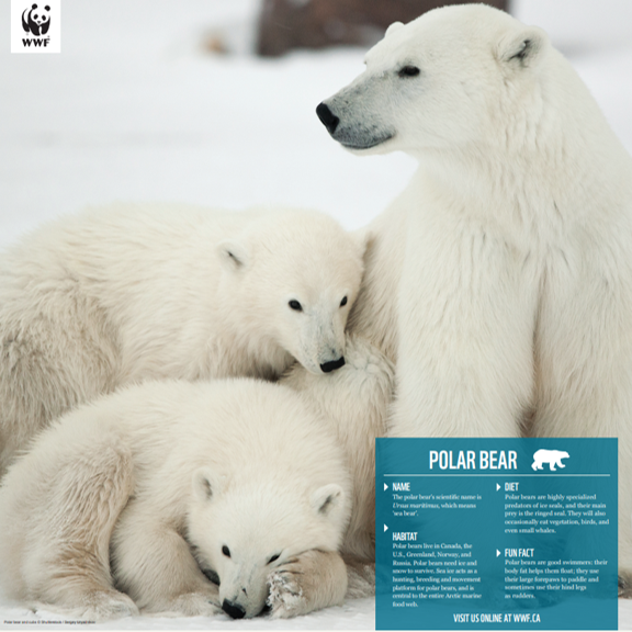 a picture of the polar bear poster