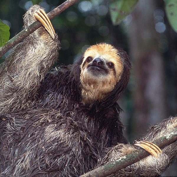 A picture of a three-toed sloth