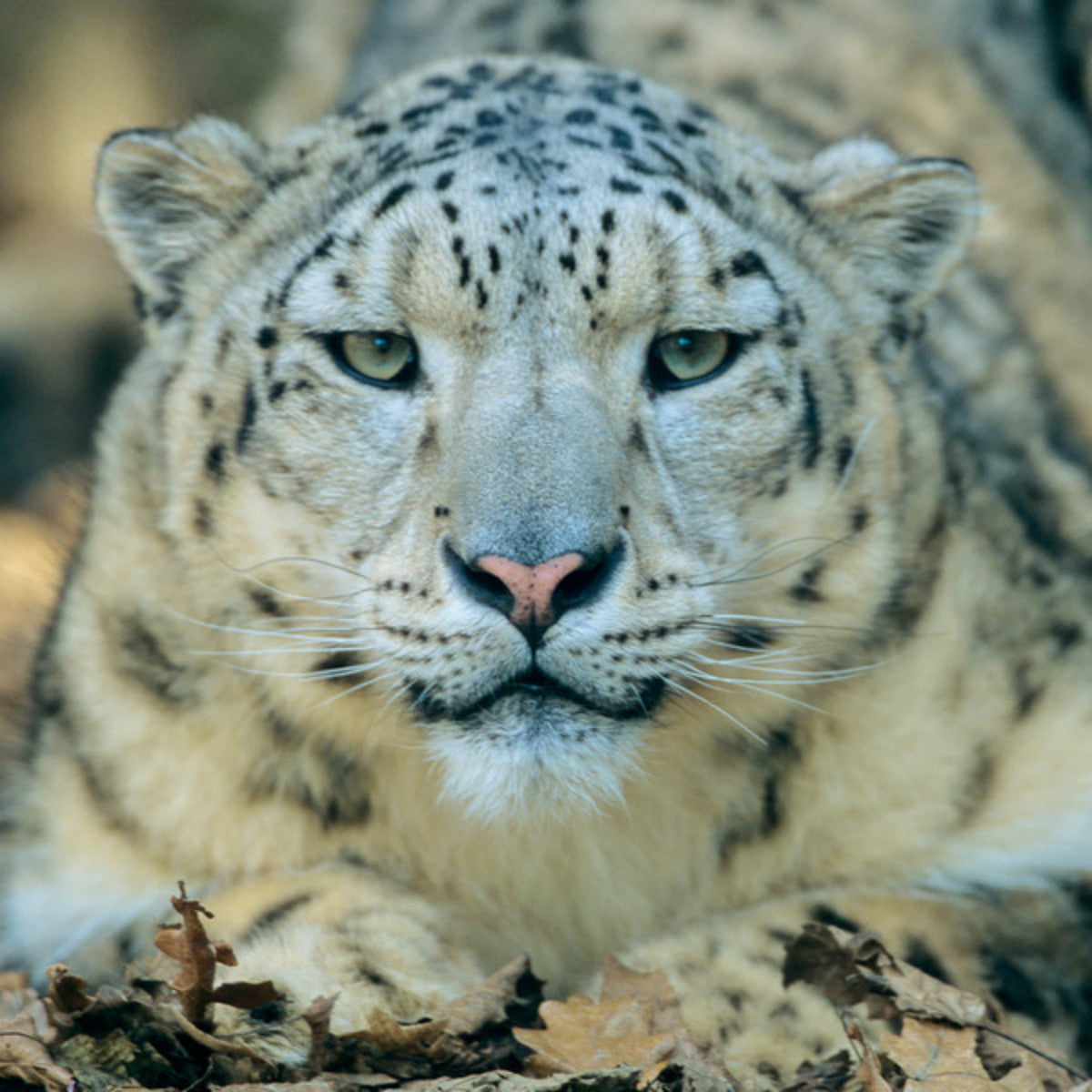 Léopard des neiges - WWF-Canada