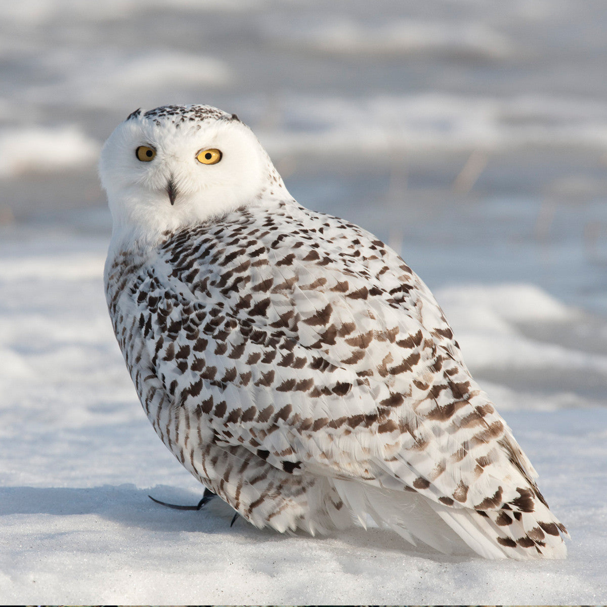a snowy owl standing on the snow