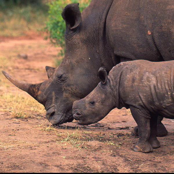 White rhinoceros - WWF-Canada