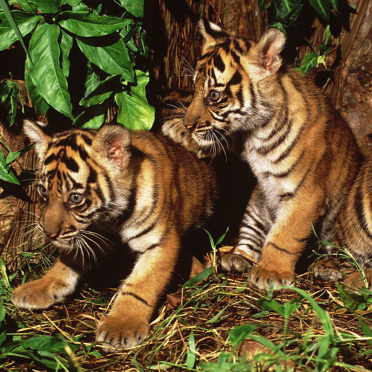 Two tiger cubs